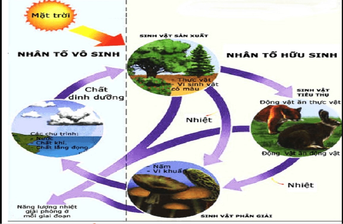 Khái Niệm Môi Trường  Sinh Học 12 là gì? Các nhân tố sinh thái